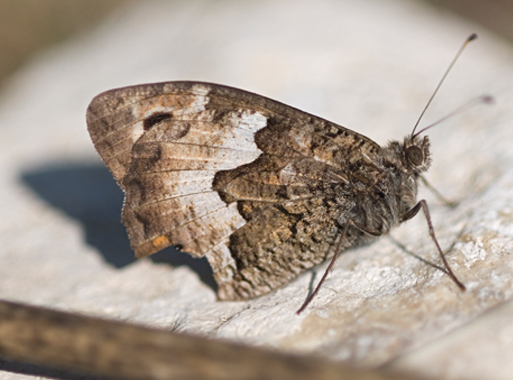 Hipparchia semele